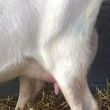 Maisy 67 (89 uier)