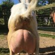 Bildthoekster Maisy 89
