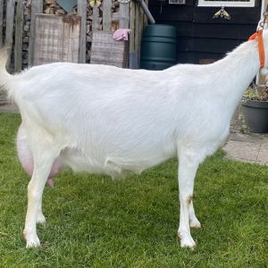 Maisy 108