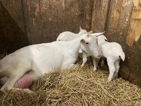 Maisy 108: 3 geitjes 