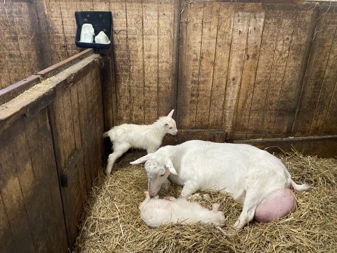 Maisy 89: Twee bokken 